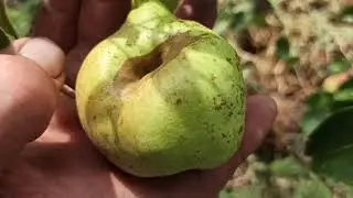 На плодовых деревьях появилась парша. Чем бороться с этим заболеванием