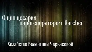 Ощип цесарки