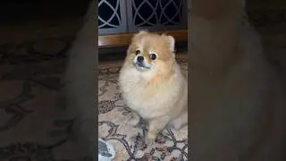 Как волк воет ?