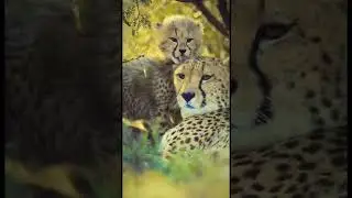 Bébé guépard et maman guépard sont en mode chill #shorts #shortanimals #pets #animals