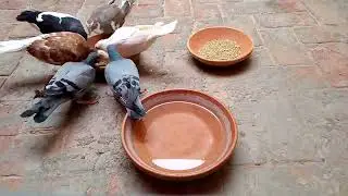 Pigeons Eating Food