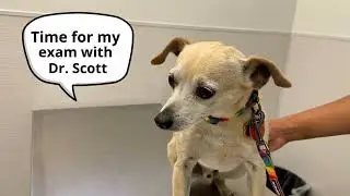 Timmy's Clinic Visit | Animal Welfare Association | Animal Shelter in New Jersey