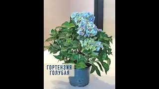 ГОРТЕНЗИЯ ГОЛУБАЯ