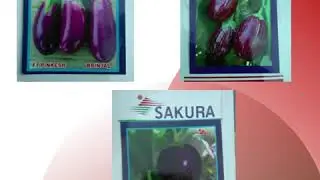 Buy Brinjal Seeds Online- Sakura Seed Corporation