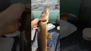 вот это трофей, полное видео на канале