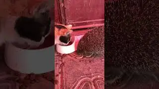 Ёж и кот #animals #животные