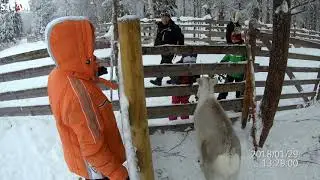 LAPLAND REN GEYİĞİ BESLEME ALI ORHAN VE REFİA PINAR