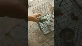 # new parrot# newPanchi# new trending video#shortvideo@ParrotX2@ParroTube @mizzysparrots4874♥