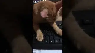 Kucing simanja😁
