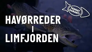 HAVØRREDER I LIMFJORDEN // FANGSTGARANTI