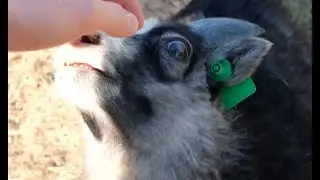 Adventure: GOAT