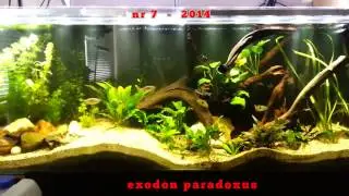 exodon paradoxus tank