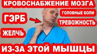 This muscle blocks the BLOOD SUPPLY TO THE BRAIN, causing GERD, ANXIETY, BILE STAGNATION, HEADACHES