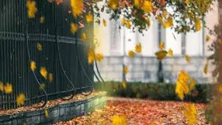🎶Xcho - Листок🍁#Новинка