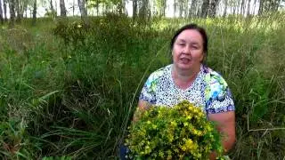 ЗВЕРОБОЙ ПРОДЫРЯВЛЕННЫЙ || Трава от 99 болезней
