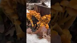 Какая красивая семейка опят!!!     #грибы #лес #опята