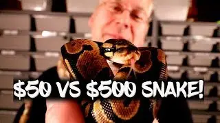 $50 snake vs $500 snake, what's the difference?