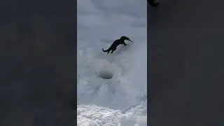 Вот так надо рыбачить! 