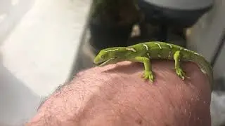 CB 2019 Naultinus elegans male