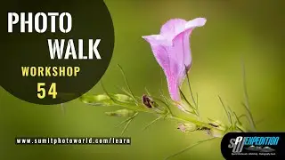 Special Photo Walk Workshop 54 | SPW Expedition