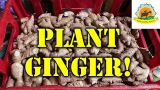 How to Plant Ginger! Planting and Growing Ginger!
