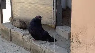 Мелитопольские голуби. Наши голуби нам не с неба упали.