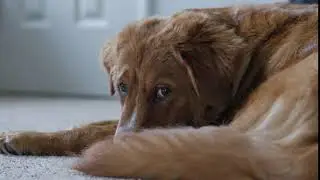 No Copyright Stock Footage - Sad Dog