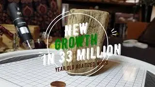 Agatized~Petrified Wood fossil 33 million+ year old sample, with new growth!
