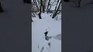 Зимний замор карпа в пруду