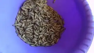 Личинки восковой моли