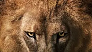 El león y la rivalidad con las Hienas