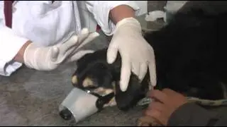 Cão Sem Dono - Cuidados Veterinários