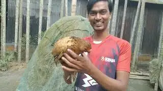 আম্মার কাছ থেকে যত মুরগী আমি খেয়েছি শিয়ালেও এত মুরগী খাইছেনা