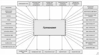 11.25.1 Подробное разъяснение. Гиппокамп. Часть первая