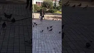 Enjoy the Pigeons / 