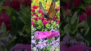 Butterfly Queen