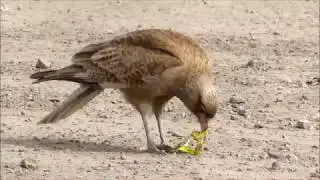 AVE COMIENDO PLÁSTICO