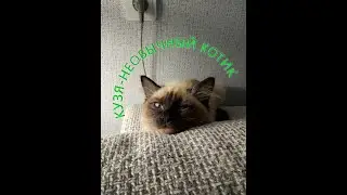 У нас необычный котик. А у вас?