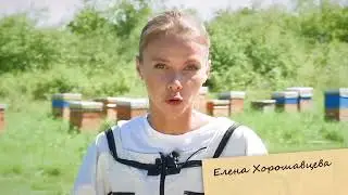 Утренний завтрак на пасеке