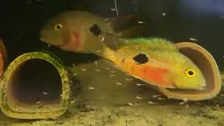 Nicaraguensis