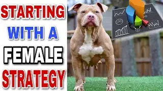 Starting Your Program with a Female Bully