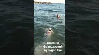 Бесстрашный французский бульдог поплыл за хозяином. Тэя прыгнула прямо в волны.