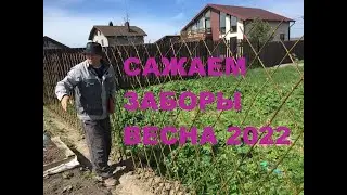 ПАВИВА Посадка Живой изгородь из ивы у  заказчиков , более 20 заборов за весну . Правильно сажаем.