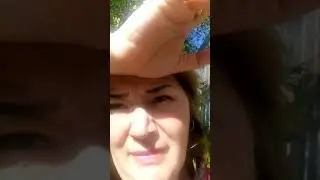 Рингер. Пытаемся забрать зп