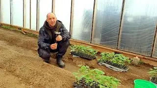 Как мы сажали огурцы в теплице? Деревенская весна