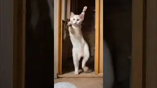 #oyenbarbar
