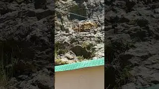 Kemaliye karanlık kanyonda yavrularını emziren dağ keçileri görüntülendi