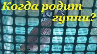 Guppy breeding Signs that a guppy will soon give birth Guppy fry When will a guppy give birth