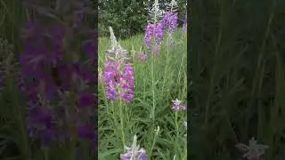 главный взяток