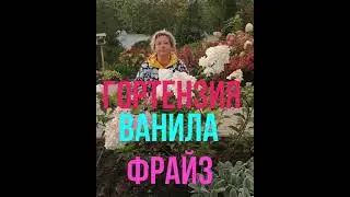 Гортензия 